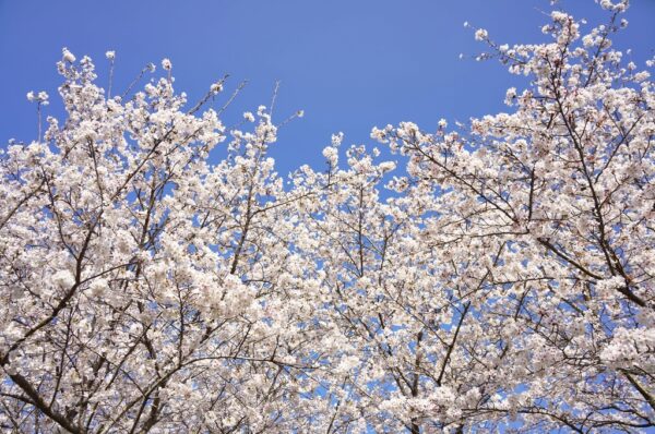 満開の桜の木